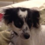 Mickey Vance - @_mickeythemutt - Instagram