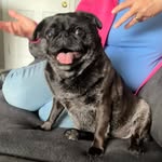 Nancy Micki Ward - @graciemae_princesspug - Instagram