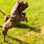 8Ball outlaw bullys - @micky_smith1001 - Instagram