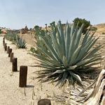 Midnight Mission Mezcal - @midnightmissionmezcal - Instagram