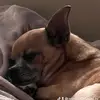 Mieke Katsaros Brouwer - @mieke.katsaros.br - TikTok