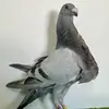 Miguel Cabello - @miguel.cabello.de.alba - TikTok