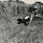 Miguel Armas - @miguel__weapons - Instagram