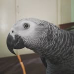Miguel_the_grey - @miguel__casco - Instagram