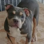Miguel Mays - @miguel_bully_ - Instagram