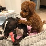 ミゲルとマーフィ - @miguel__murphy - Instagram