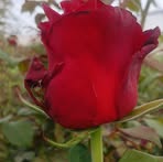 Miguel Olalde - Facebook
