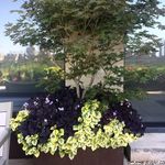 Miguel Pons landscaping - @miguel_pons_landscaping - Instagram