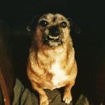 MiguelTheDog - @miguelthesmileydog - Instagram