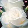 Miguelina Serrano - @user81138044339650 - TikTok