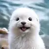 Mihaela Radu - @mihaela.radu10 - TikTok