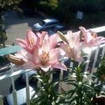 Mihaela Savin - @mihaela.savin.10 - Instagram
