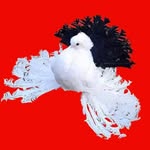 Porumbei Mihai - @mihai_romania - Instagram