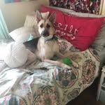 Mika Brown - @mikabrown_germanshepherd - Instagram