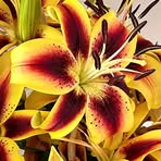 Mika Brown - Facebook