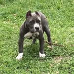Mika Mack - @mikamackthebully - Instagram