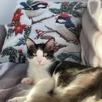 Mikayla Johnson - Facebook