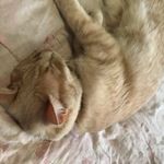 Mikayla Turner - @gamegirlmk - Instagram