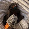 Oakley the Lab - @mikaylaweaver8 - TikTok