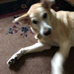 Mike Acree - @yellow_dog_pete - Instagram