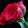 Mike Alu my life - @mikialumylife1 - TikTok