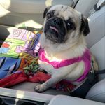 Mike Andersen - @ciniminithepug - Instagram