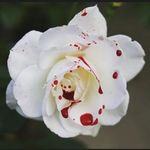 Dallia Boummi - @dallia.mikeanson - Instagram