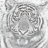 Mike Barrera - @mikebarrera49 - TikTok