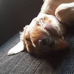 Mike V Beers - @gigageitje - Instagram
