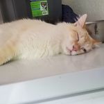 Mike Berard - @fuken.meow - Instagram