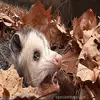 mike_berard - @mike_berard - TikTok