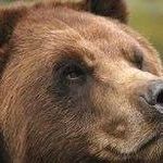 the bear - @mike.berta - Instagram