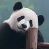 Muuza Mkaa - @mike.bertine - TikTok