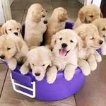 mike bills - @daschund_warld2020 - Instagram