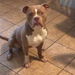 Mike AceBoogie Blaylock - @indiaexoticbully_topp5kennels - Instagram