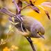 Mike Blevins - Facebook