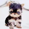 ❤️ yorkies - @mikebonacci3 - TikTok