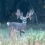 Mike Bouchard - @sugarbwhitetailranch - Instagram