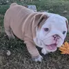 Mike boxers/English bulldogs - @mikesboxerenglishbulldog - TikTok