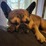 Mike Brimm - @kayda_thefrenchie - Instagram