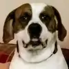Mike Brougham271 - @mikebrougham271 - TikTok