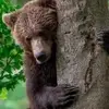 Brumm Bär - @brummbaermike - TikTok