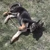 sparky - @mikebutts4 - TikTok