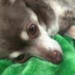 Mikecannella - @cannmanndaddy - Instagram