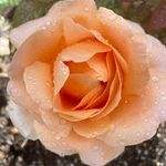 Mike Cassano - @omakmike63 - Instagram