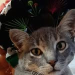 Mike Cat 🐱🧶 - @mikecatt - Instagram