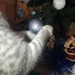 @mike_cat_t - Instagram