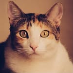 🐈 - @mikecatt__ - Instagram