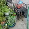 Mike chan 502 CHAPIN - @miguel.chan16 - TikTok