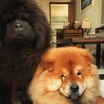 🧡 Mike e Luna 🖤 - @luna.mike.chow - Instagram